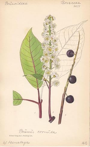 Curtis - Prunus cornuta. Kol. Lithographie Nr. 9423 aus Botanical Magazine.