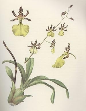 Imagen del vendedor de Bibliographia Orchidacearum - Auereuropische Arten Band 2/1 a la venta por Clivia Mueller