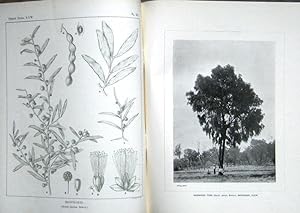 The Forest Flora of New South Wales. Volume 1 - Volume VIII (lacking two parts, otherwise a compl...