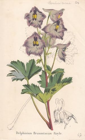 Bild des Verkufers fr Delphinium Brunonianum Royle. Kolorierte Lithographie aus: La Belgique horticole. Journal des jardins.par Charles et Edourd Morren. Vol. 15. zum Verkauf von Antiquariat Bcheretage