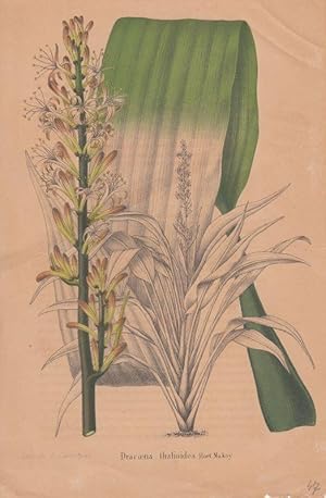 Bild des Verkufers fr Dracaena thaliodies. Hort. Makay. Kolorierte Lithographie aus: La Belgique horticole. Journal des jardins.par Charles et Edourd Morren. Vol. 10. zum Verkauf von Antiquariat Bcheretage