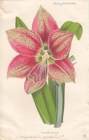 Bild des Verkufers fr Amaryllis Pardina. Kolorierte Lithographie aus: La Belgique horticole. Journal des jardins.par Charles et Edourd Morren. Vol. 17. zum Verkauf von Antiquariat Bcheretage