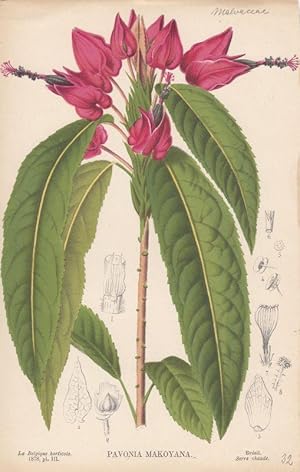 Bild des Verkufers fr Pavonia Makoyana. Kolorierte Lithographie aus: La Belgique horticole. Journal des jardins.par Charles et Edourd Morren. Tom XXVIII, pl. III. zum Verkauf von Antiquariat Bcheretage