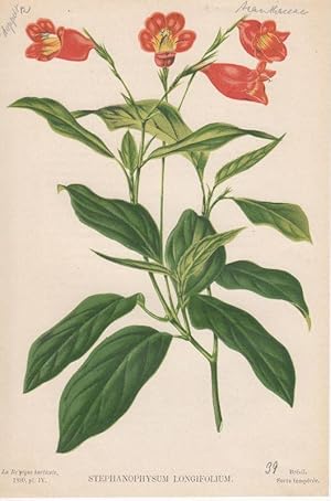 Bild des Verkufers fr Stephanophysum Longifolium. Kolorierte Lithographie aus: La Belgique horticole. Journal des jardins.par Charles et Edourd Morren. Tom XXX, pl. IV. zum Verkauf von Antiquariat Bcheretage