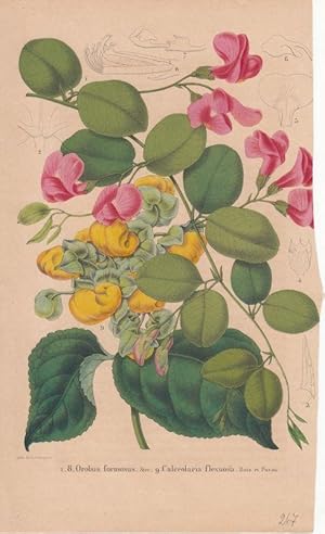 Orobus formosus. Stev. Calceolaria flexuosa. Ruiz. et Pavon. Kolorierte Lithographie aus: La Belg...