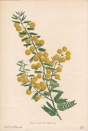 Bild des Verkufers fr Acacia grandis. Chromolithographie aus Lemaire, C.: Le Jardin Fleuriste. zum Verkauf von Antiquariat Bcheretage