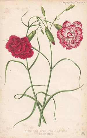 Bild des Verkufers fr Dianthus Caryophyllus Linn. Dichromisme. Kolorierte Lithographie aus: La Belgique horticole. Journal des jardins.par Charles et Edourd Morren. zum Verkauf von Antiquariat Bcheretage