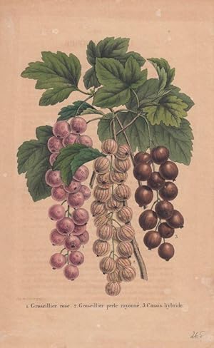 Groseillier rose. Groseillier perle rayonné. Cassis hybride. Kolorierte Lithographie aus: La Belg...