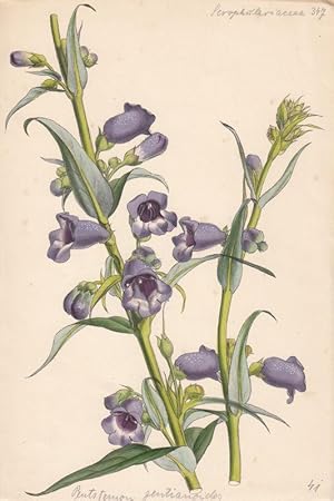 Pentstemon gentianoides. Kol. Zinkographie Nr. 71 v. L. Constans aus "Paxton's Flower Garden" by ...