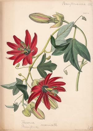 Tasconia manicata = Passiflora manicata. Kol. Zinkographie Nr. 26 v. L. Constans aus "Paxton's Fl...