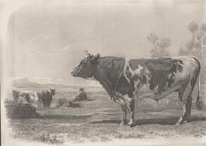 Seller image for Les Races bovines au concours universel agricole de Paris en 1856. Etudes zootechniques publies par ordre de s. exc. le ministre de l'agriculture du commerce et des travaux publics par M. Emile Baudement. for sale by Libri Antichi e Rari di A. Castiglioni