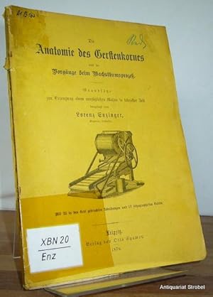 Die Anatomie des Gerstenkornes und die Vorgänge beim Wachsthumsprozeß. Grundsätze zur Erzeugung e...