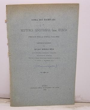 Sopra due esemplari di Neptunea Sinistrorsa Desh. (Fusus), pescati sulla costa d'Algeri. Comunica...