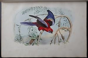 [Les oiseaux les plus remarquables par leurs formes et leurs couleurs. Scènes variées de leurs mo...