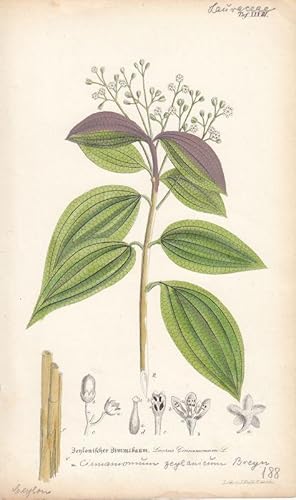 Zeylonischer Zimmtbaum - Laurus Cinnamomum = Cinnamomum zeylanicum Breyn. Kol. Lithographie aus: ...