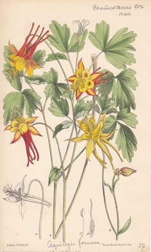 Curtis - Aquilegia formosa. Kol. Lithographie Nr. 6552 aus Botanical Magazine.