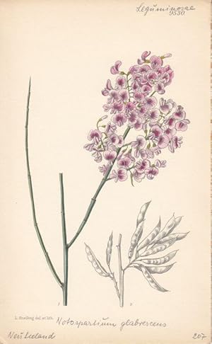 Curtis - Notospartium Glabrescens. Kol. Lithographie Nr. 9530 aus Botanical Magazine.