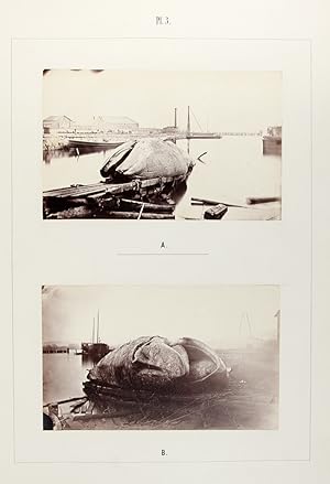 Monographie Illustrée du Baleinoptère trouvé le 29 Octobre 1865 sur la Côte Occidentale de Suède