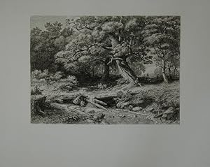 Bild des Verkufers fr Waldlandschaft. Urwchsige Naturlandschaft mit alten Bumen. Mit Plattensignatur links unten, zum Verkauf von Antiquariat  Braun