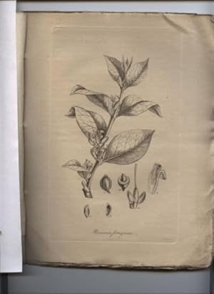 Bild des Verkufers fr Genera Nova Plantarum Iconibus Observationibusque Illustrata. Zwei Hefte. zum Verkauf von Fachbuchhandlung H. Sauermann