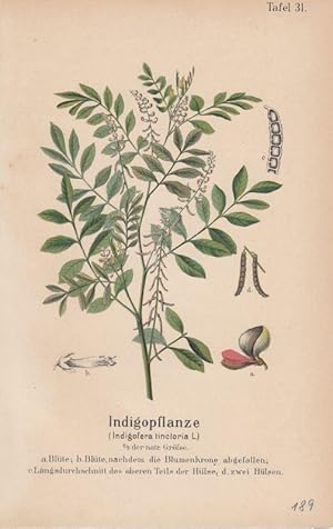 Echter Muskatnussbaum - Myristica moschata Thbg. Lithographie aus Zippel: Ausländische Handels- u...