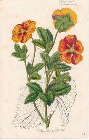 Potentilla striata. Lithographie von L. Strobaant aus: Flores des serres et des jardins de l'Euro...