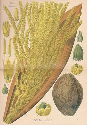 Cocos nucifera L. Lithographie aus: Köhler, H.A.: Medizinal-Pflanzen in naturgetreuen Abbildungen.