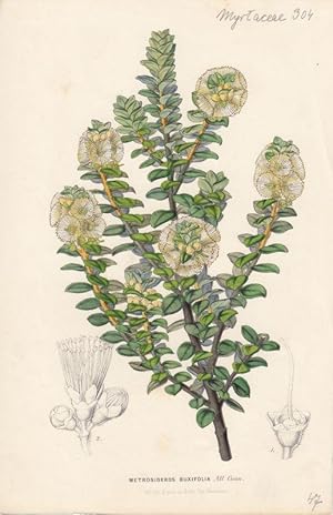 Metrosideros buxifolia All. Cunn. Lithographie aus: Flores des serres et des jardins de l'Europe ...