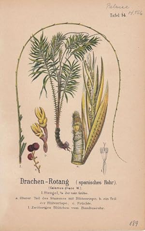 Drachen-Rotang (spanisches Rohr) - Calamus draco W. Lithographie aus Zippel: Ausländische Handels...