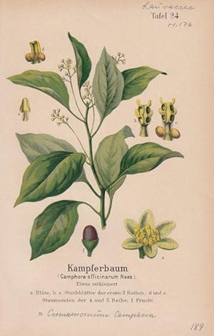 Kampferbaum - Camphorum officinarum Nees. Lithographie aus Zippel: Ausländische Handels- und Nähr...