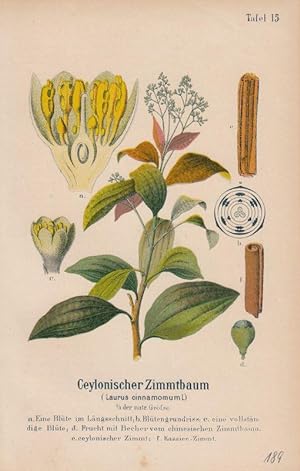Ceylonischer Zimmtbaum - Laurus cinnamomum L. Lithographie aus Zippel: Ausländische Handels- und ...