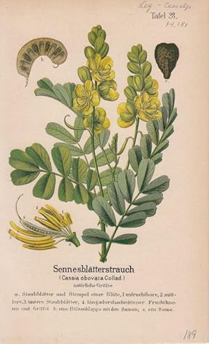 Sennesblätterstrauch - Cassia obovata Collad. Lithographie aus Zippel: Ausländische Handels- und ...