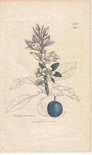 Prunus domestica. Kol. Kupferstich Nr. 690 von James Sowerby aus: Smith, James Edward: English Bo...