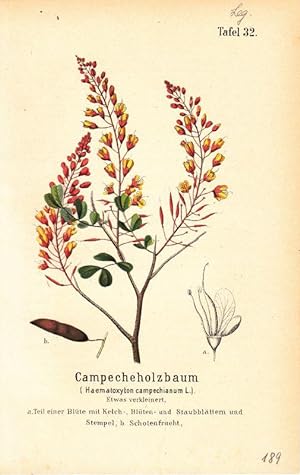 Campecheholzbaum - Haematoxyton campechianum L. Lithographie aus Zippel: Ausländische Handels- un...