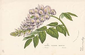 Wisteria frutescens magnifica. Lithographie aus: Flores des serres et des jardins de l'Europe . R...