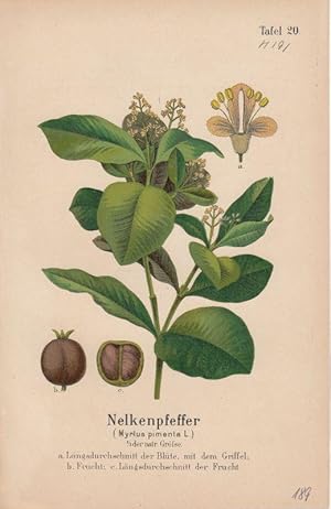 Nelkenpfeffer - Myrtus pimenta L. Lithographie aus Zippel: Ausländische Handels- und Nährpflanzen.