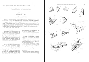 Immagine del venditore per Toarcian fishes from the lombardian basin.In 4to, offp., pp. 10, with 5 figs. Disbound from Boll. Soc. Pal. It., 16(2) venduto da Riccardo Giannuzzi Savelli