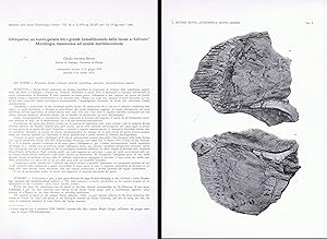 Immagine del venditore per Lithioperna, un nuovo genere fra i grandi lamellibranchi della facies a "lithiotis". Morfologia, tassonomia ed analisi morfofunzionale. In 4to, offp., pp. 37 with 6 pls. and 15 figs. Disbound from Boll. Soc. Pal. It., 18(2) venduto da Riccardo Giannuzzi Savelli