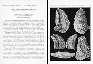 Seller image for Lithiotis G�mble, 1871 e Cochlearitis Reis, 1903 I�. Revisione morfologica e tassonomica. In 4to, offp., pp. 46 with 9 pls. and 21 figs. Disbound from Boll. Soc. Pal. It., 16(1) for sale by Riccardo Giannuzzi Savelli