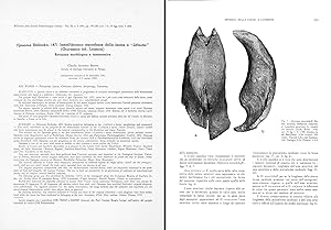 Immagine del venditore per Opisoma Stoliczka, 1871, Lamellibranco eterodonte della facies a Lithiotis (Giurassico inf. Liassico). In 4to, offp., pp. 32, with 4 pls. and 25 figs. Disbound from Boll. Soc. Pal. Ital., 20(2) venduto da Riccardo Giannuzzi Savelli