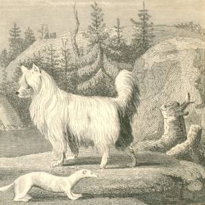 Seller image for [Hund (Spitz?) mit einem Marder (Hermelin?) an einem Gebirgssee]. for sale by Antiquariat Weinek