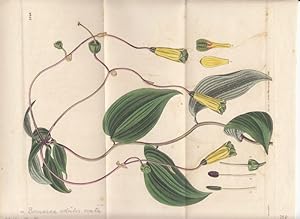 Seller image for Curtis - Alstroemeria ovata bzw. Bomarea edulis ovata. Altkolorierter Kupferstich Nr. 2848 aus Botanical Magazine. for sale by Antiquariat Bcheretage