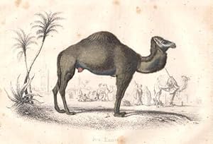 Das Kamel. Kolorierter Stahlstich.