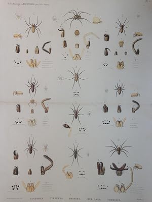 Zoologie Arachnides Pl 5. Scytodes. Dysdères. Drasses. Clubiones. Thomises. Description De l'Egyp...