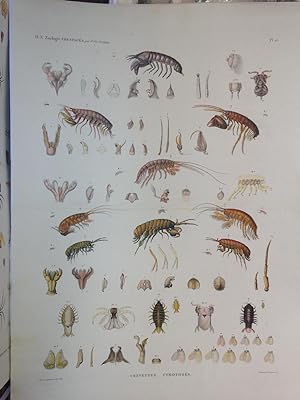 Zoologie Crustacés Pl 11. Crevettes, Cymothoés. Description De l'Egypte, Histoire Naturelle.