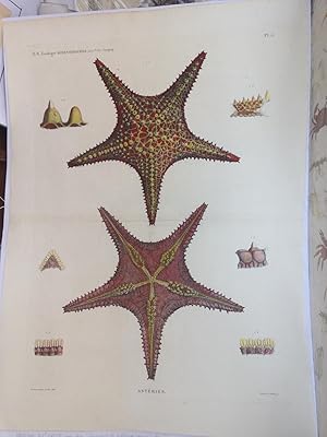 Zoologie, Echinodermes Pl 5. Astéries. Description De l'Egypte, Histoire Naturelle.