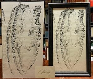 Krokodile. Orig. Federzeichnung (Studie), links unten eigenhändig signiert. Blattgröße ca 290 x 5...