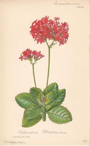 Curtis - Kalanchoe Blossfeldiana. Kol. Lithographie Nr. 9440 aus Botanical Magazine.
