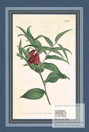 Uvularia Chinensis. Brown-flowered Uvularia. Kolorierter Original-Kupferstich von Sansom nach Edw...