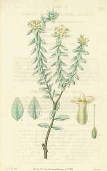 Seller image for Pimelea Arenaria. Sand Pimelea.Engraving # 3270 from Curtis's Botanical Magazine. for sale by Wittenborn Art Books